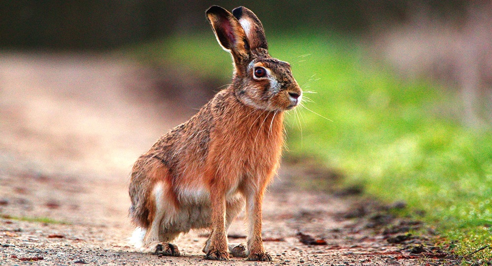 Animales con L 13